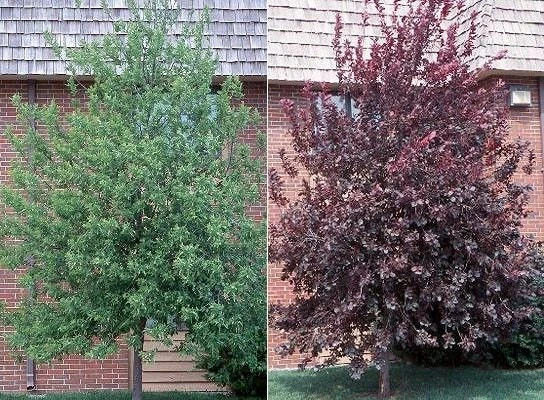 Red Chokecherry Tree Live Plant 2-12" Tall - Fruit Bearing & Hardy - Image 1