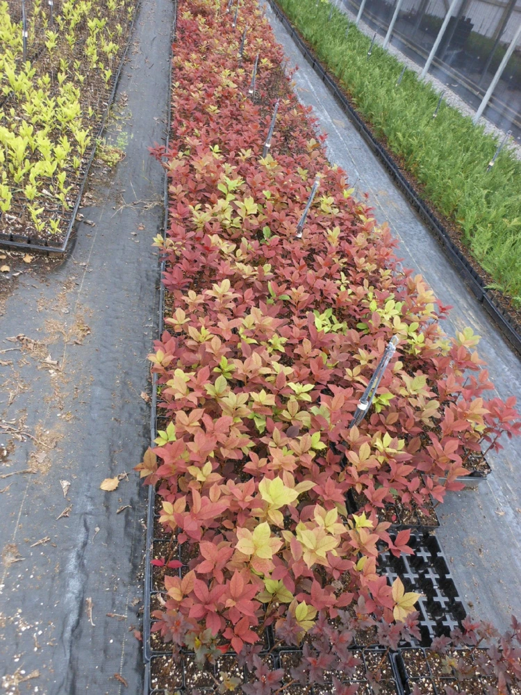 Red Chokecherry Tree Live Plant 2-12" Tall - Fruit Bearing & Hardy - Image 5