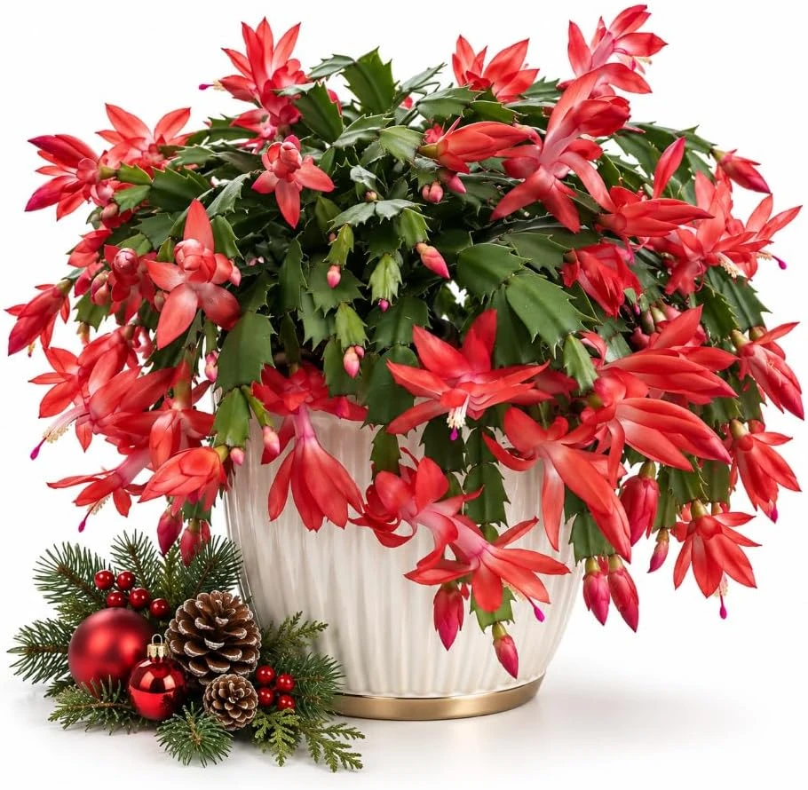 Red Christmas Cactus Live Plant – Rooted Flowering Succulent – 4-7 Inches Tall – Indoor Houseplant - Image 1