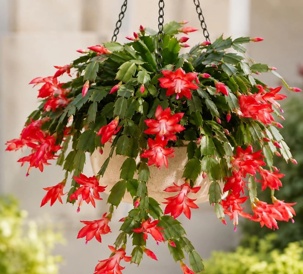Red Christmas Cactus Live Plant – Rooted Flowering Succulent – 4-7 Inches Tall – Indoor Houseplant - Image 2