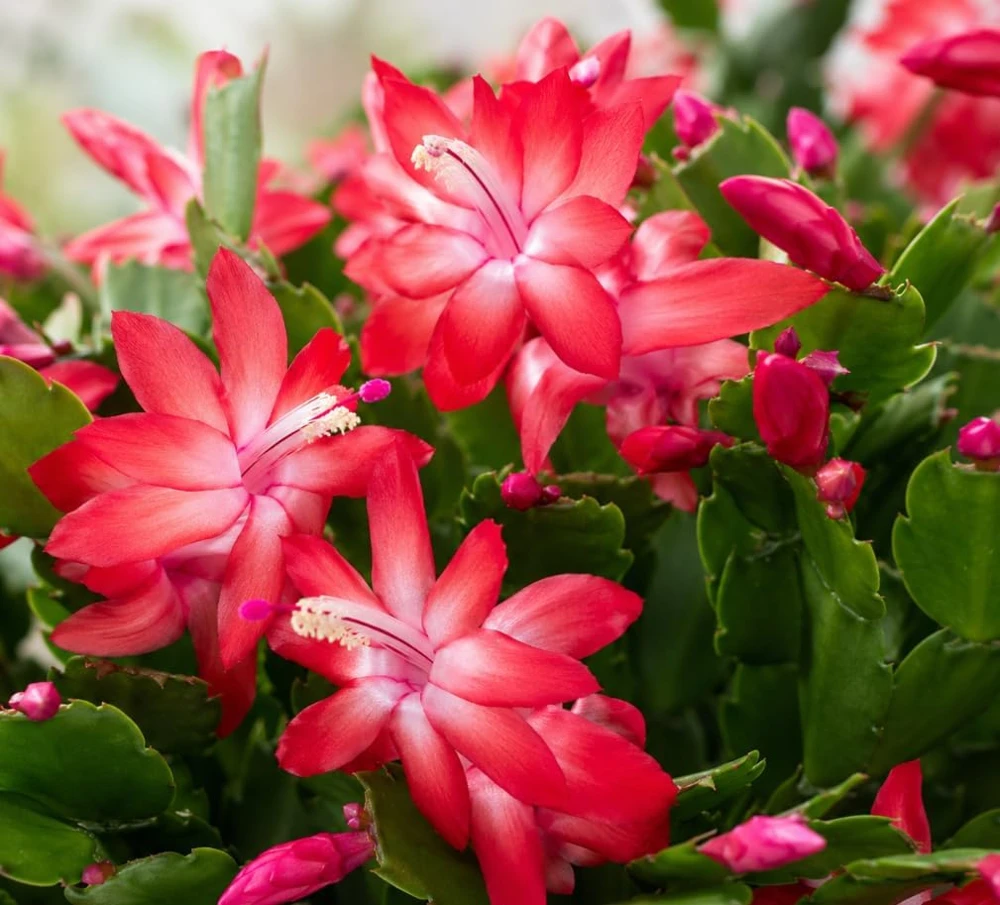 Red Christmas Cactus Live Plant – Rooted Flowering Succulent – 4-7 Inches Tall – Indoor Houseplant - Image 4