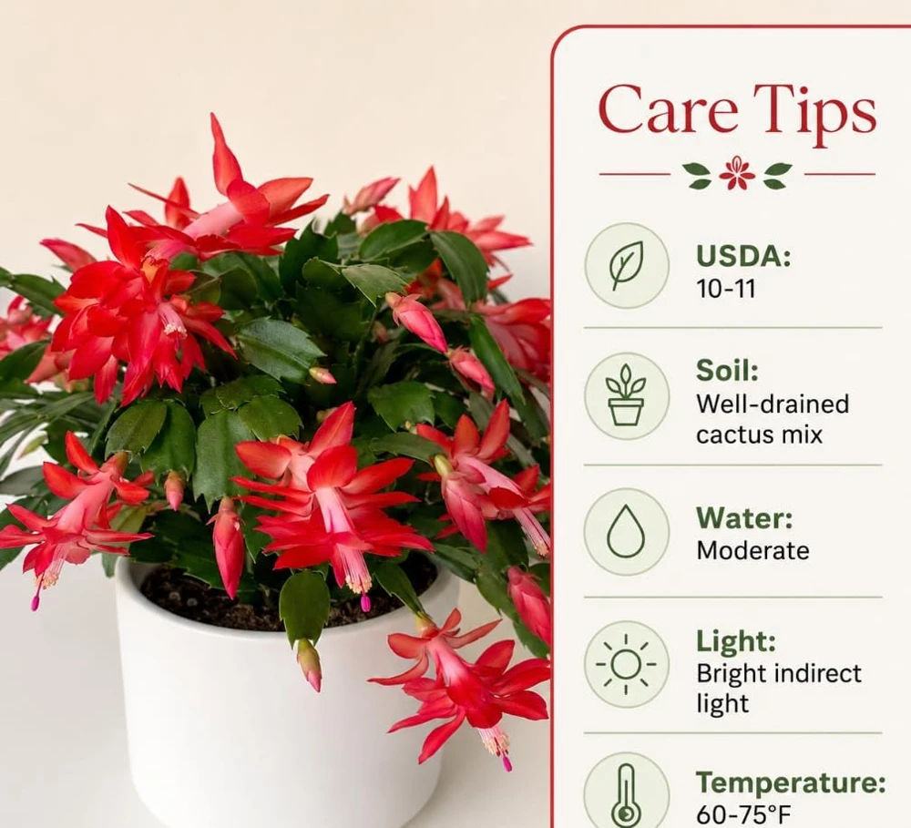 Red Christmas Cactus Live Plant – Rooted Flowering Succulent – 4-7 Inches Tall – Indoor Houseplant - Image 5