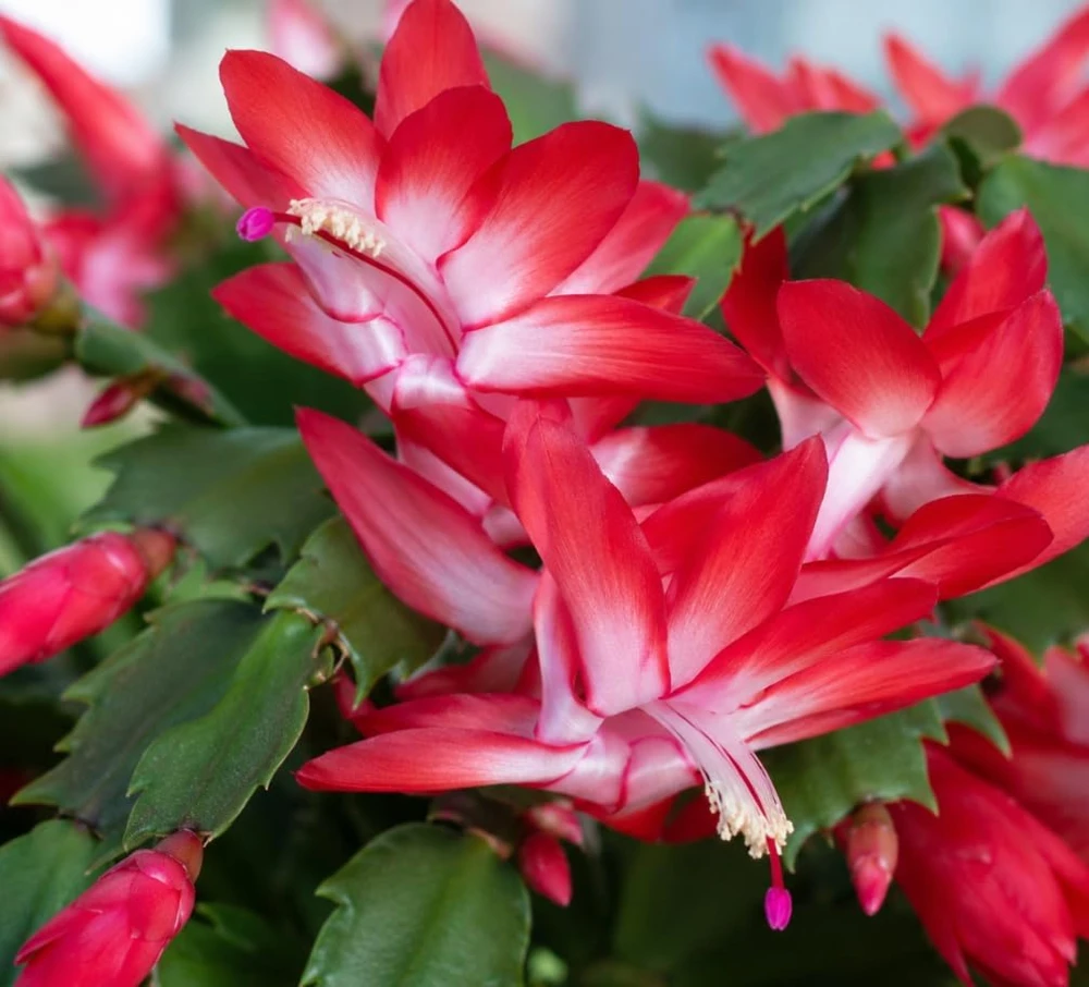 Red Christmas Cactus Live Plant – Rooted Flowering Succulent – 4-7 Inches Tall – Indoor Houseplant - Image 7
