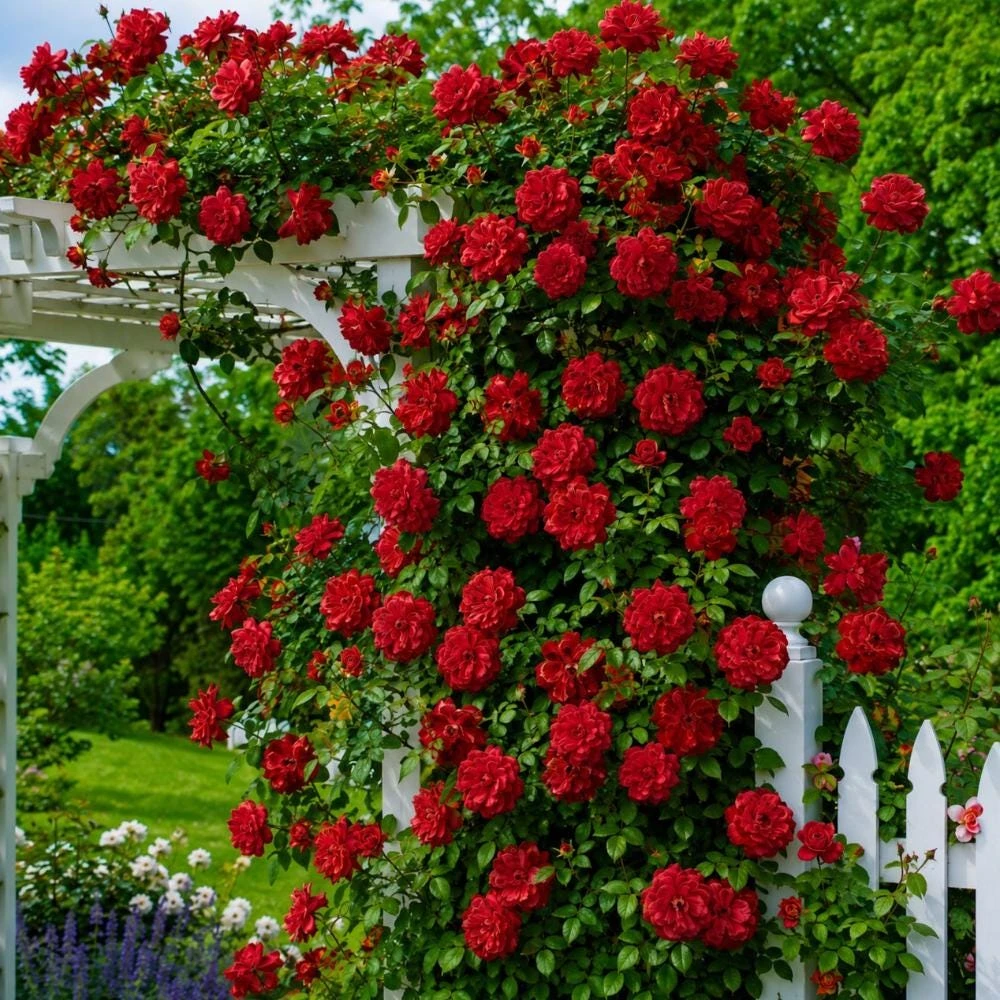 Red Climbing Rose Live Plant – Fragrant Blooms – 5-7 Inches Tall (No Pot) – Outdoor - Image 1