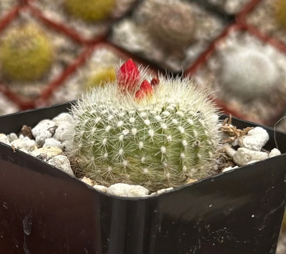 Red Crown Cactus Live Plant โ Rebutia Minuscula Blooming Cactus in 4" Pot - Image 10
