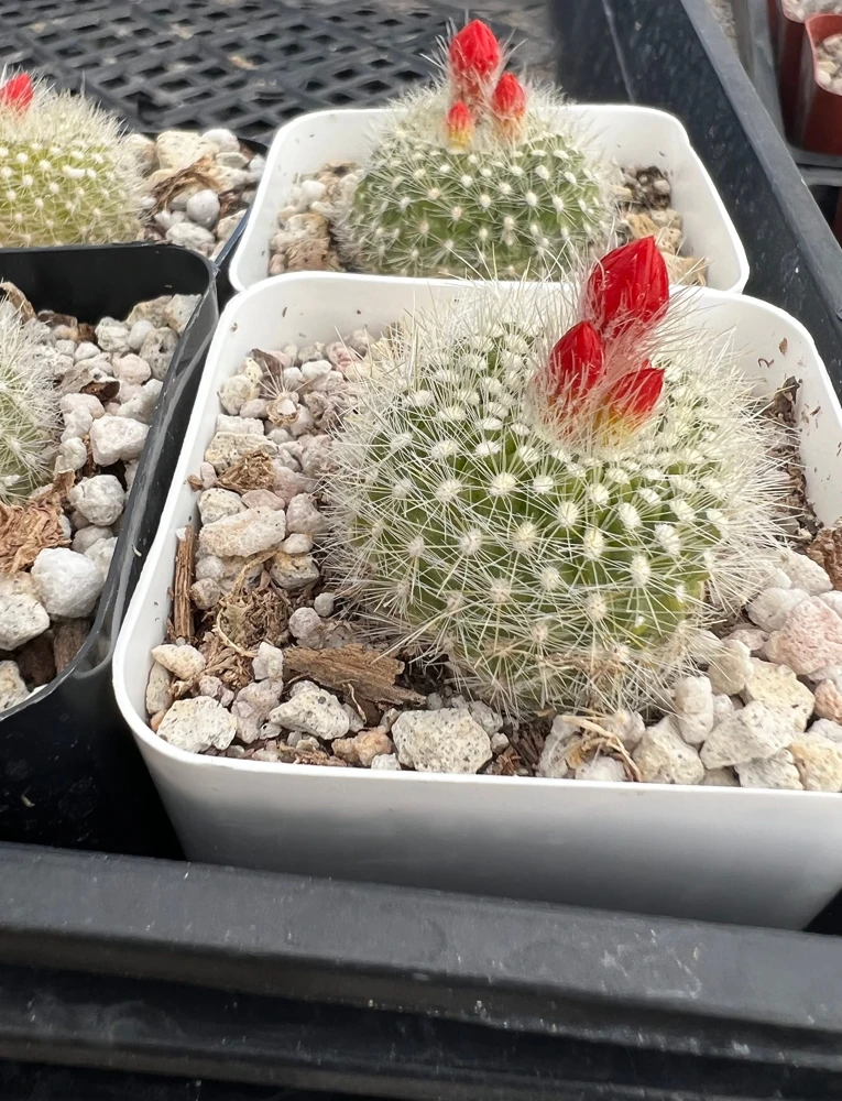 Red Crown Cactus Live Plant โ Rebutia Minuscula Blooming Cactus in 4" Pot - Image 11