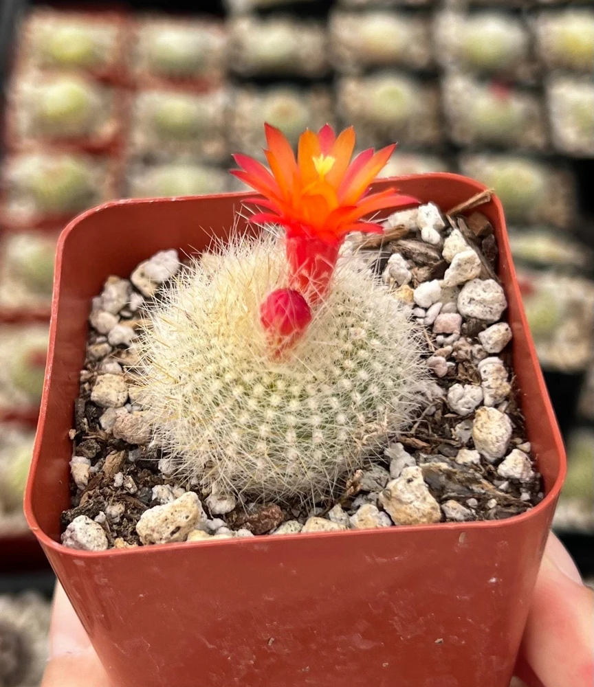 Red Crown Cactus Live Plant โ Rebutia Minuscula Blooming Cactus in 4" Pot - Image 2