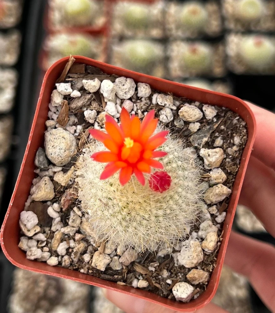 Red Crown Cactus Live Plant โ Rebutia Minuscula Blooming Cactus in 4" Pot - Image 3