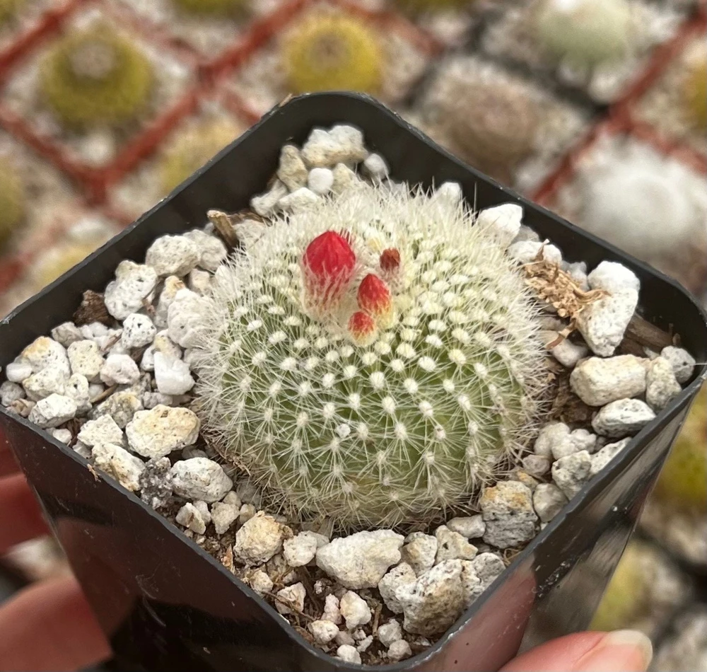 Red Crown Cactus Live Plant โ Rebutia Minuscula Blooming Cactus in 4" Pot - Image 4