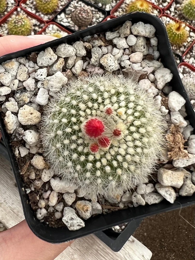 Red Crown Cactus Live Plant โ Rebutia Minuscula Blooming Cactus in 4" Pot - Image 5