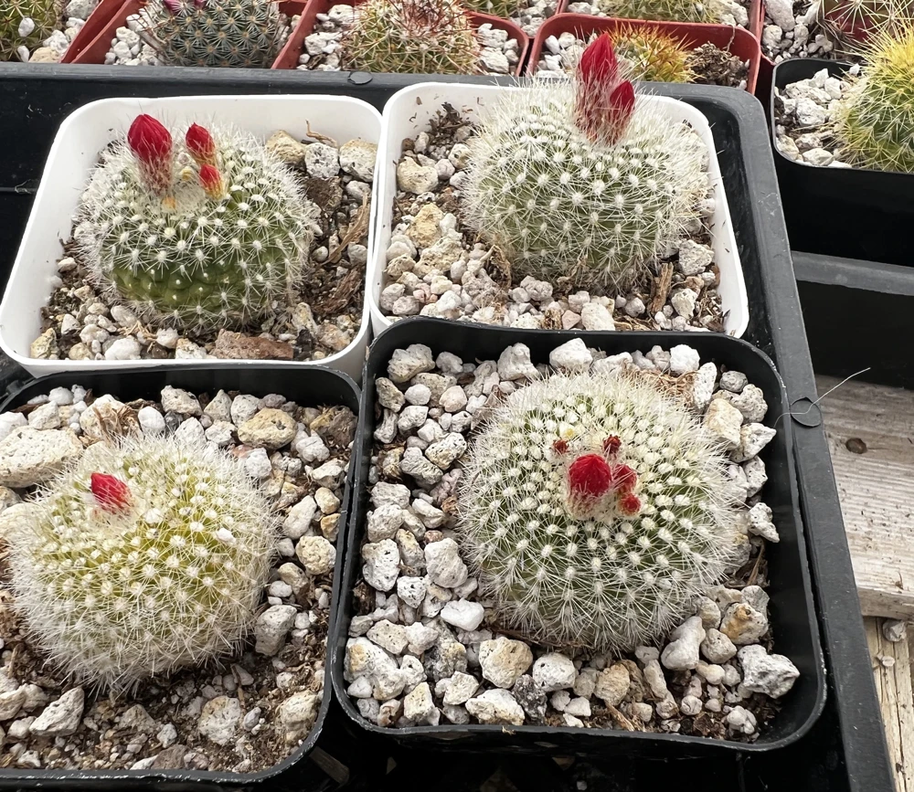 Red Crown Cactus Live Plant โ Rebutia Minuscula Blooming Cactus in 4" Pot - Image 6