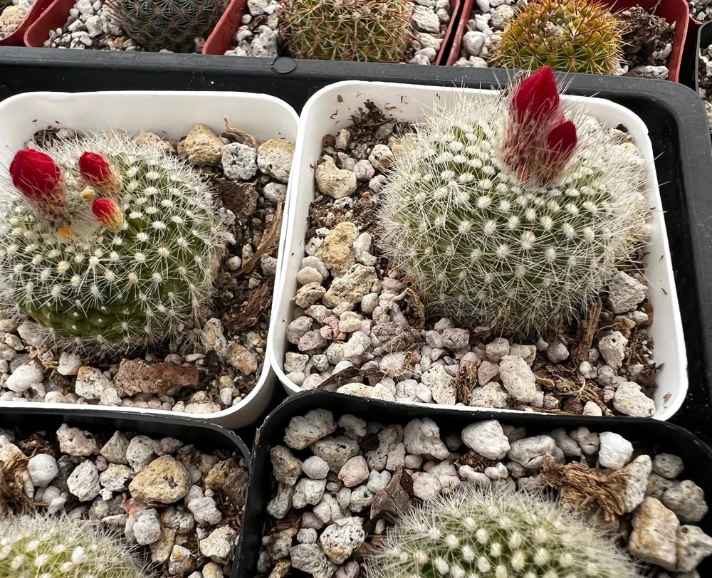 Red Crown Cactus Live Plant โ Rebutia Minuscula Blooming Cactus in 4" Pot - Image 7