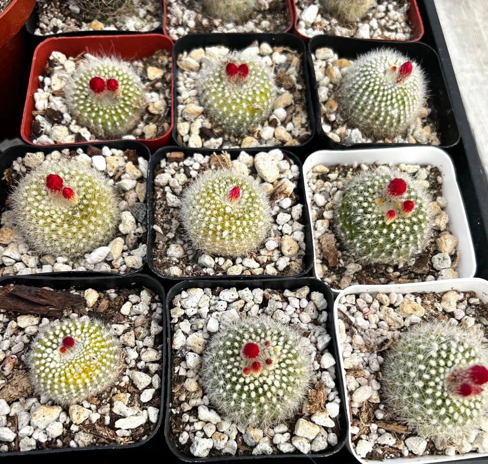 Red Crown Cactus Live Plant โ Rebutia Minuscula Blooming Cactus in 4" Pot - Image 8