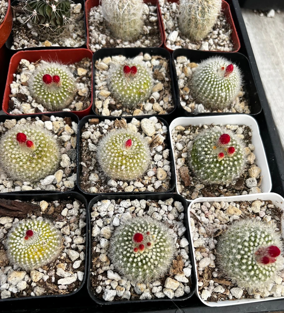Red Crown Cactus Live Plant โ Rebutia Minuscula Blooming Cactus in 4" Pot - Image 9