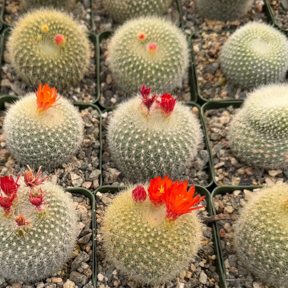 Red Crown Cactus Live Plant – Rebutia Minuscula Blooming Cactus in 4" Pot - Image 1