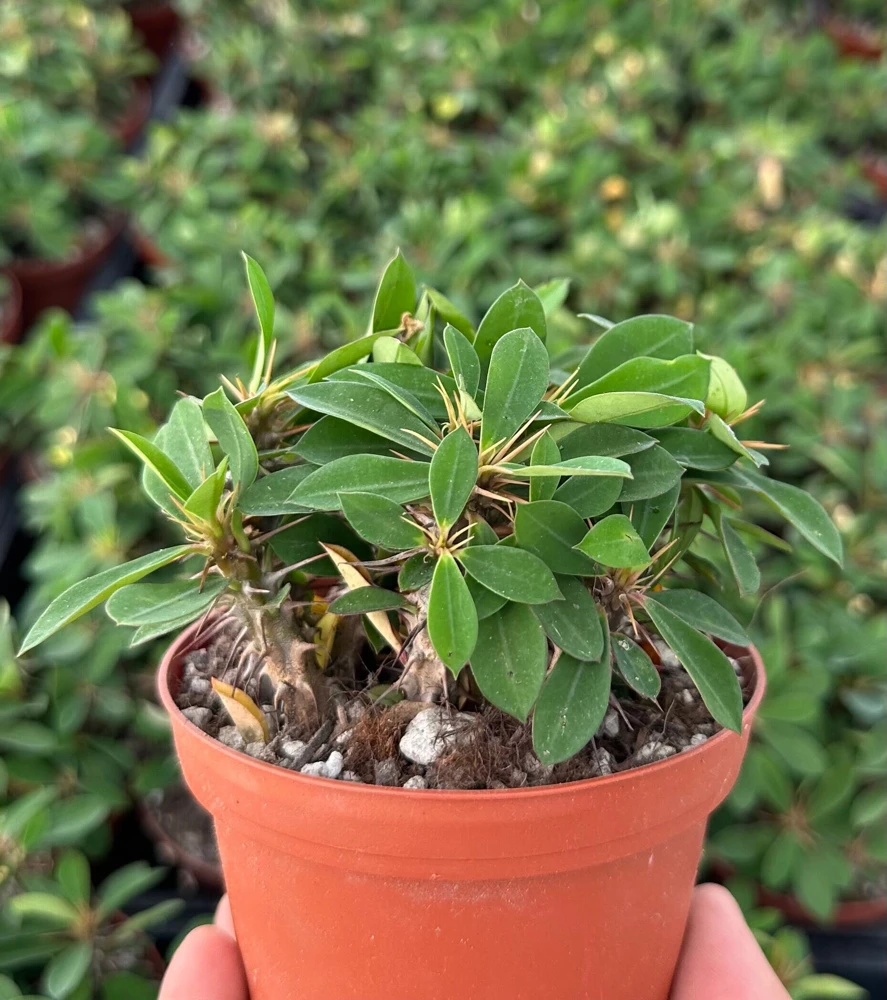 Red Crown of Thorns Cactus - Euphorbia Milii Live Plant in 4'' Pot, Exotic Succulent - Image 1