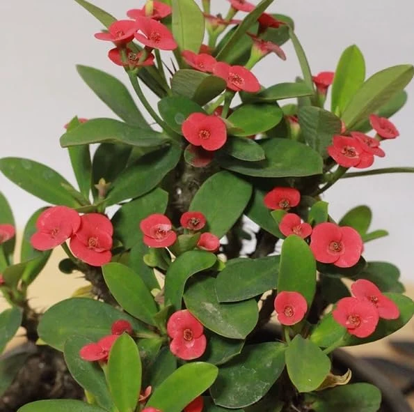Red Crown of Thorns Live Plant - Euphorbia Milii Succulent, 2 Inch Pot, 4-6 Inches Tall, Indoor/Outdoor - Image 2