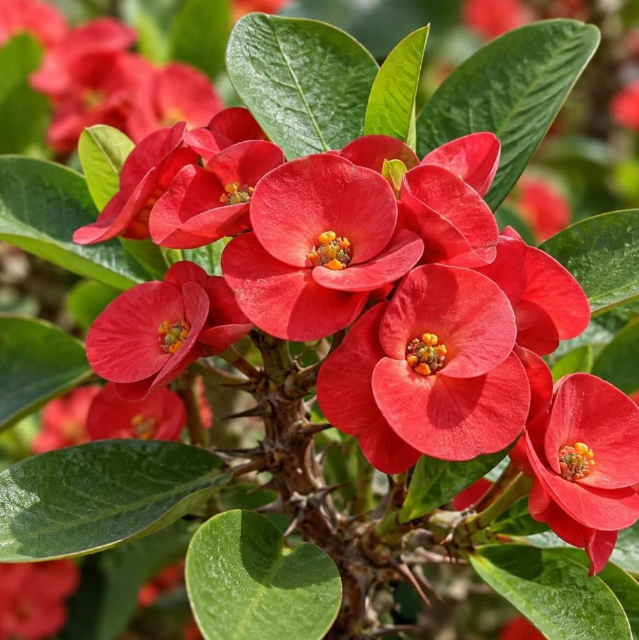 Red Crown of Thorns Live Plant - Euphorbia Milii Succulent, 4-7 Inches, Flowering Houseplant - Image 2