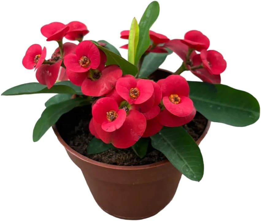 Red Crown of Thorns Live Plant - Euphorbia Milii Succulent, 2 Inch Pot, 4-6 Inches Tall, Indoor/Outdoor - Image 3