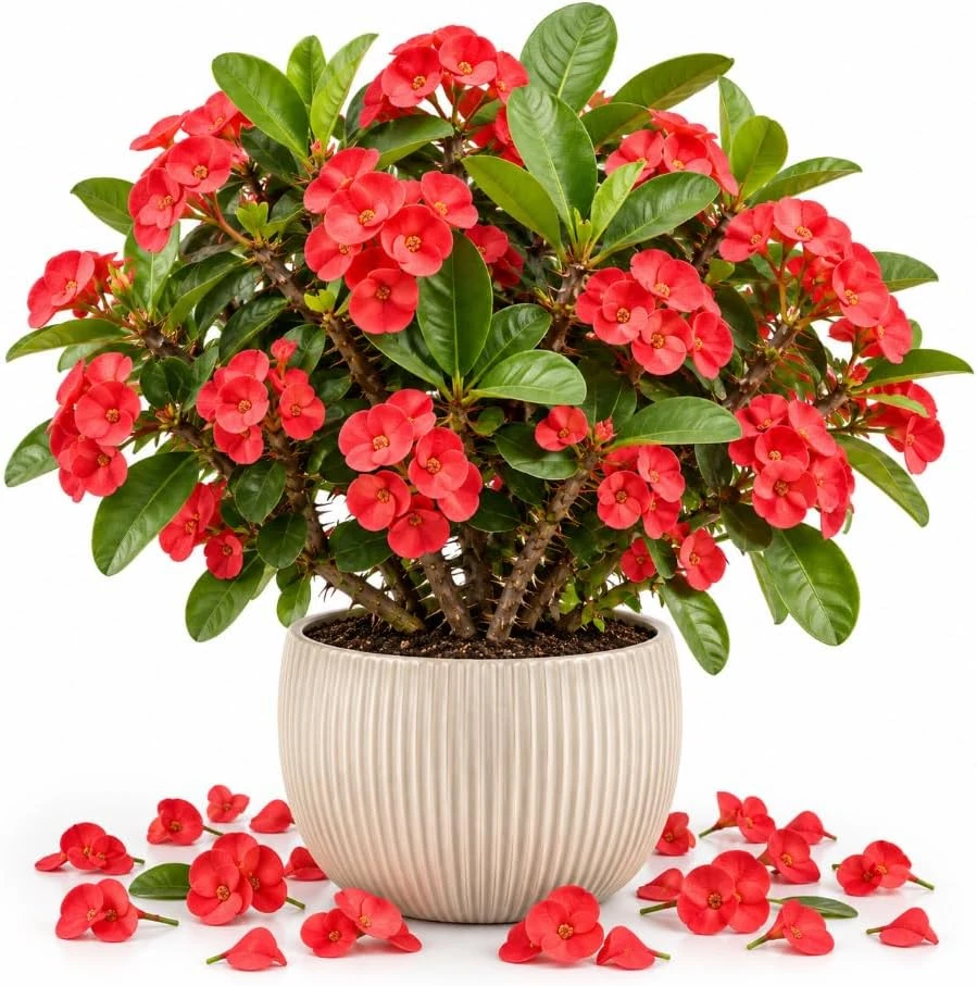 Red Crown of Thorns Live Plant - Euphorbia Milii Succulent, 4-7 Inches, Flowering Houseplant - Image 1
