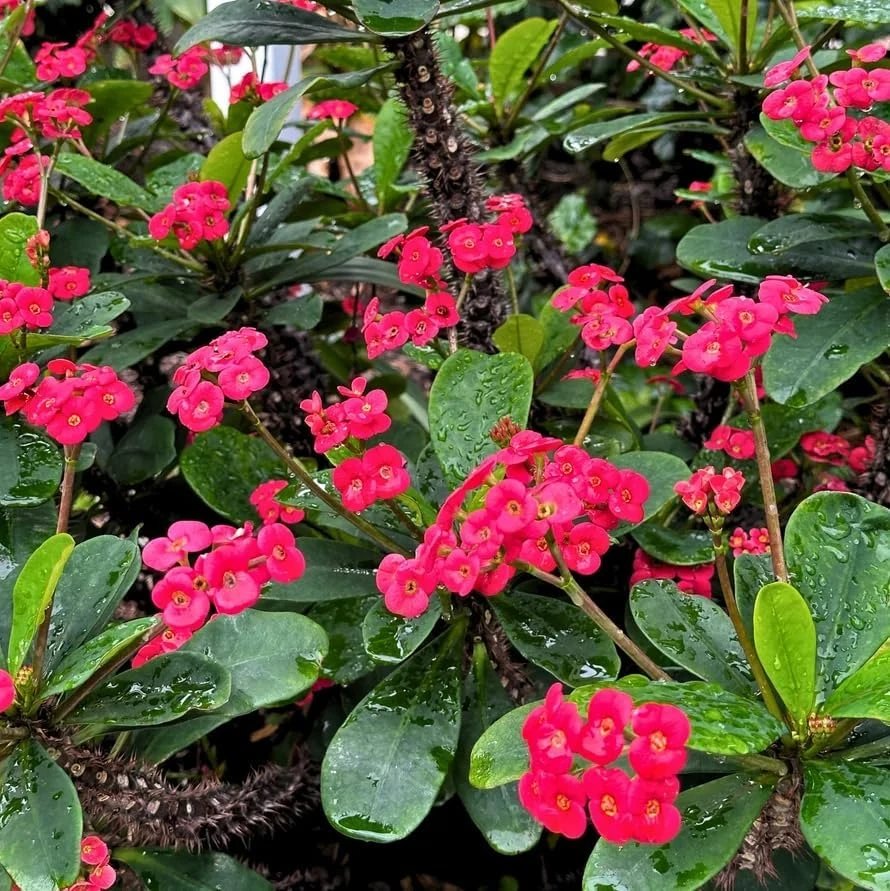 Red Crown of Thorns Live Plant - Euphorbia Milii Succulent, 2 Inch Pot, 4-6 Inches Tall, Indoor/Outdoor - Image 4