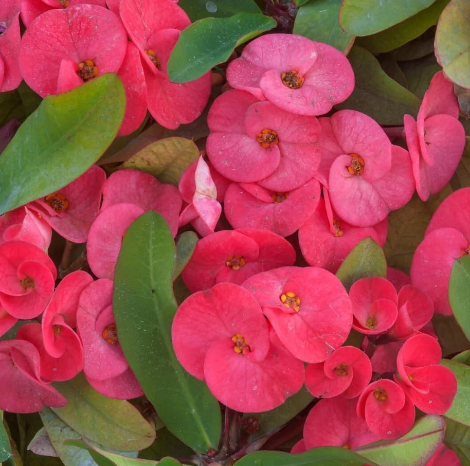 Red Crown of Thorns Live Plant - Euphorbia Milii Succulent, 2 Inch Pot, 4-6 Inches Tall, Indoor/Outdoor - Image 6