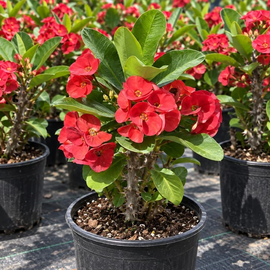 Red Crown of Thorns Live Plant - Euphorbia Milii Succulent, 4-7 Inches, Flowering Houseplant - Image 7