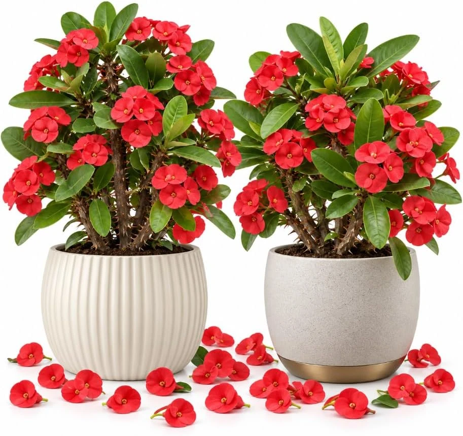 Red Crown of Thorns Live Plants - 2 Pack, Euphorbia Milii, 4-6 Inches Tall - Image 1