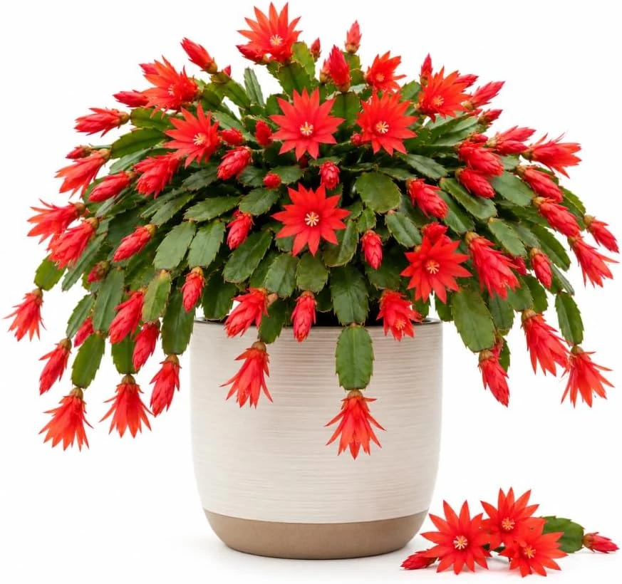 Red Easter Cactus Live Plant – 4-6 Inch Holiday Succulent – Spring-Flowering Houseplant - Image 1