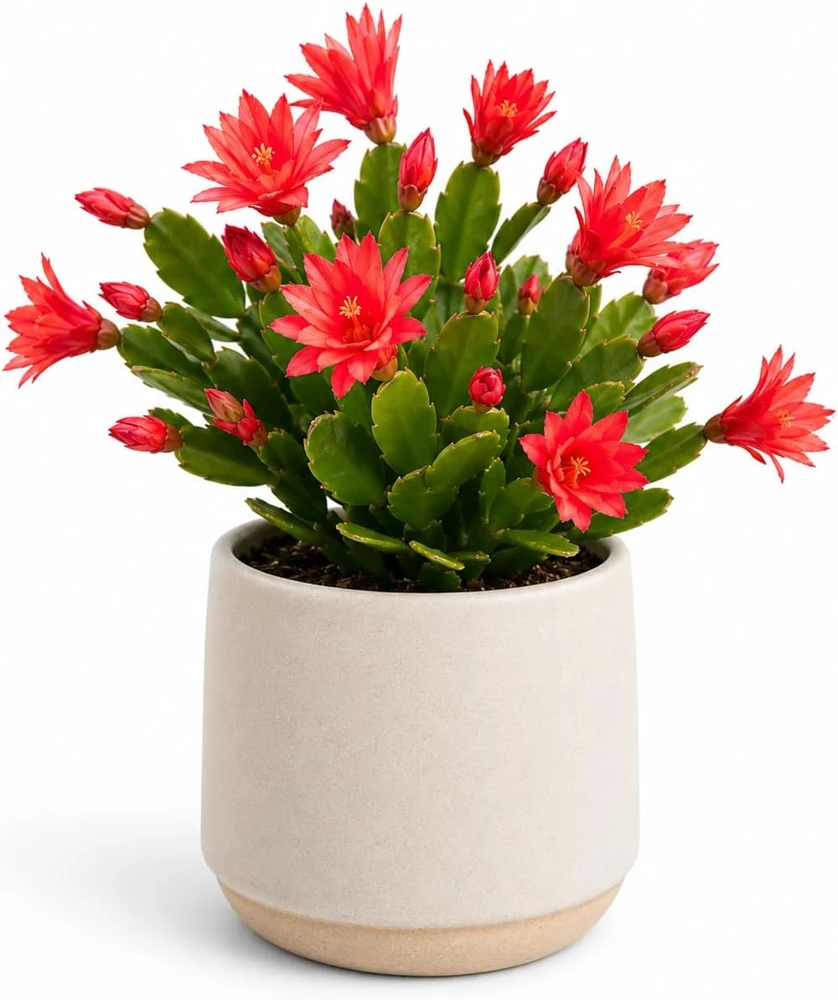 Red Easter Cactus Live Plant - Spring Houseplant, 4-8 Inch Tall - Image 1