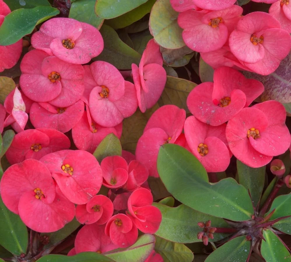 Red Euphorbia Milii Live Plant โ 2 Inch Pot, Crown of Thorns Flowering Succulent - Image 4