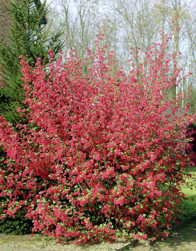 Red Flowering Currant Seeds – Ribes Sanguineum – 10 Seeds – Outdoor Shrub - Image 1