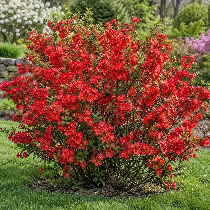 Red Flowering Quince Tree Live Plant - Winter Hardy Chaenomeles Shrub 6-12 Inch Tall Outdoor - Image 1