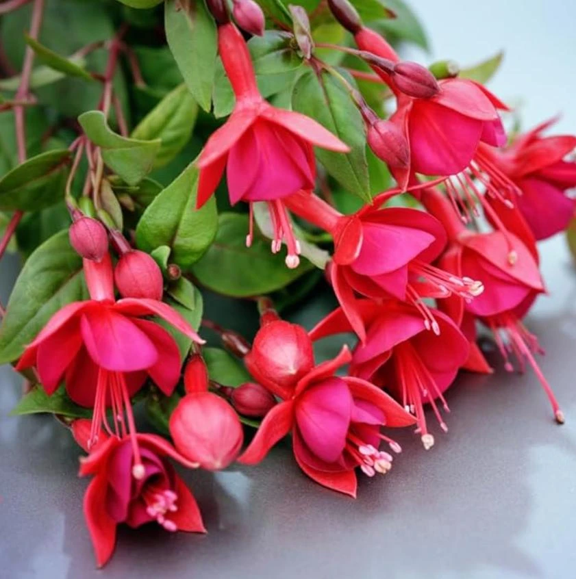 Red Fuchsia Live Plant – 5" Pot – Vibrant Blooms – Attracts Hummingbirds – Outdoor - Image 1