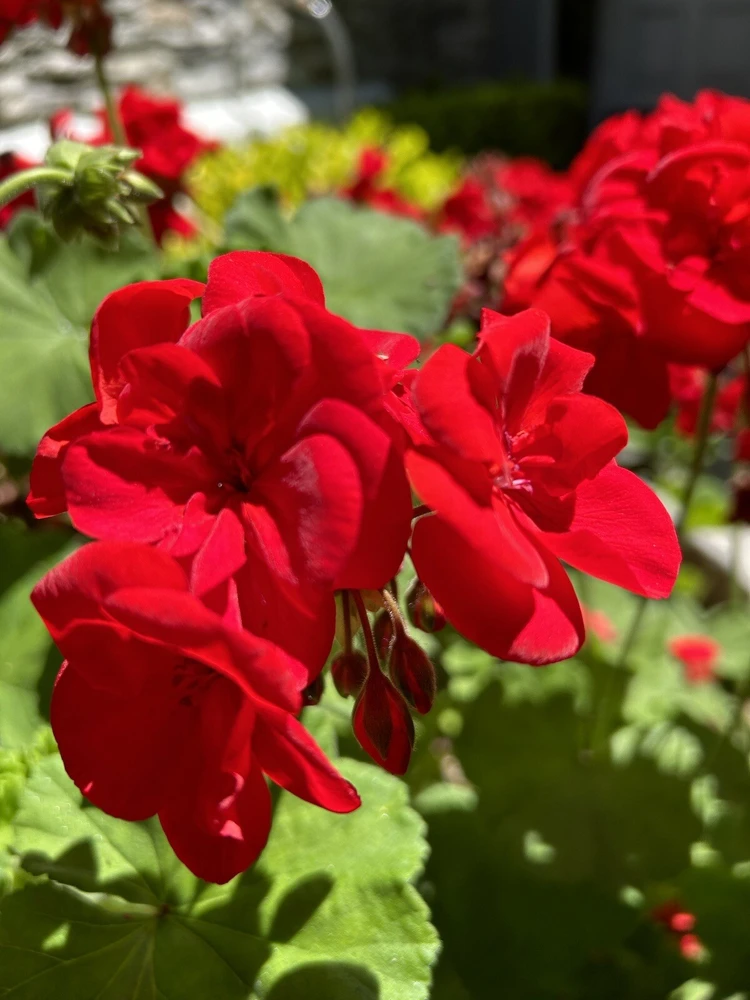 Red Geranium Cuttings – 6 Pack for Planting – Outdoor Perennial Flowers - Image 1