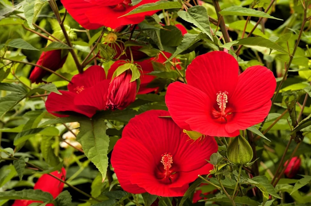 Red Hibiscus Live Plant, Hardy Tropical Shrub, 4-8 Inch Tall - Image 5