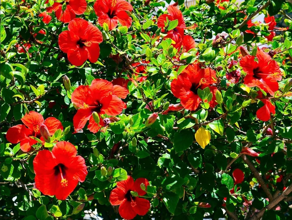 Red Hibiscus Live Plant, Hardy Tropical Shrub, 4-8 Inch Tall - Image 7