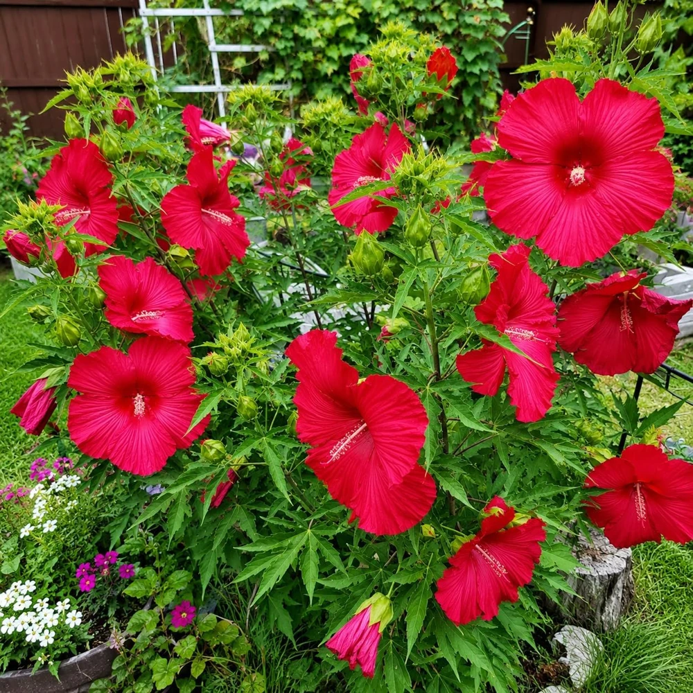 Red Hibiscus Live Plant – Tropical Flowering Shrub – 4-8 Inch Tall – Outdoor - Image 4