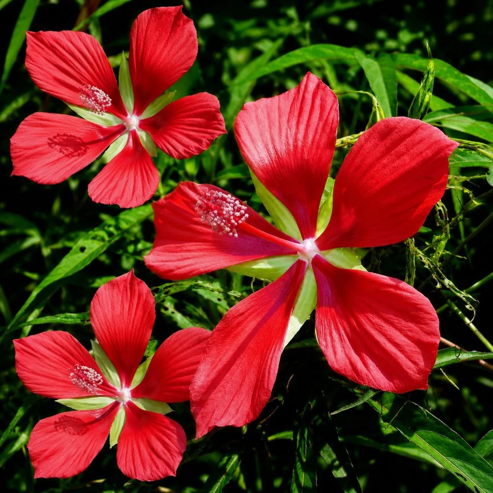 Red Hibiscus Live Plant, Tropical Flowering Shrub, 4-8 Inch Tall - Image 5