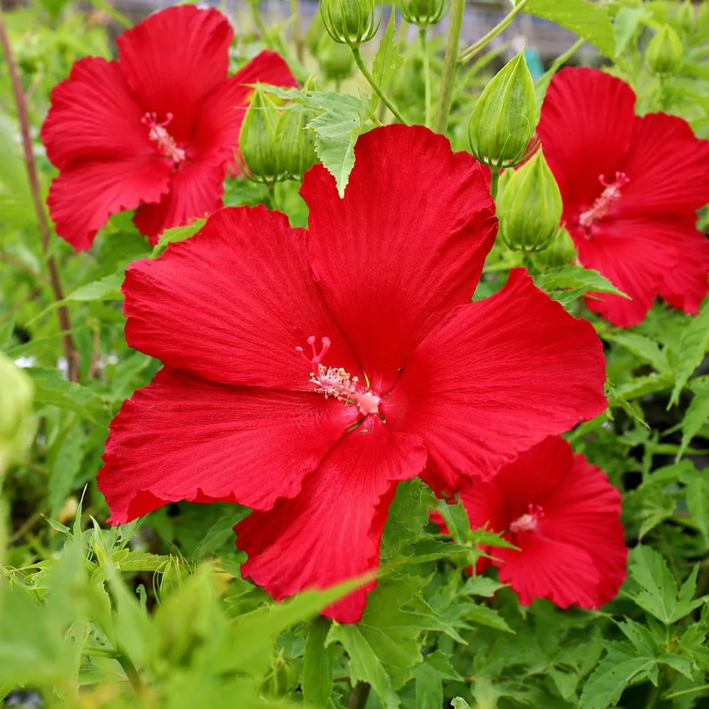 Red Hibiscus Live Plant – Tropical Flowering Shrub – 4-8 Inch Tall – Outdoor - Image 5