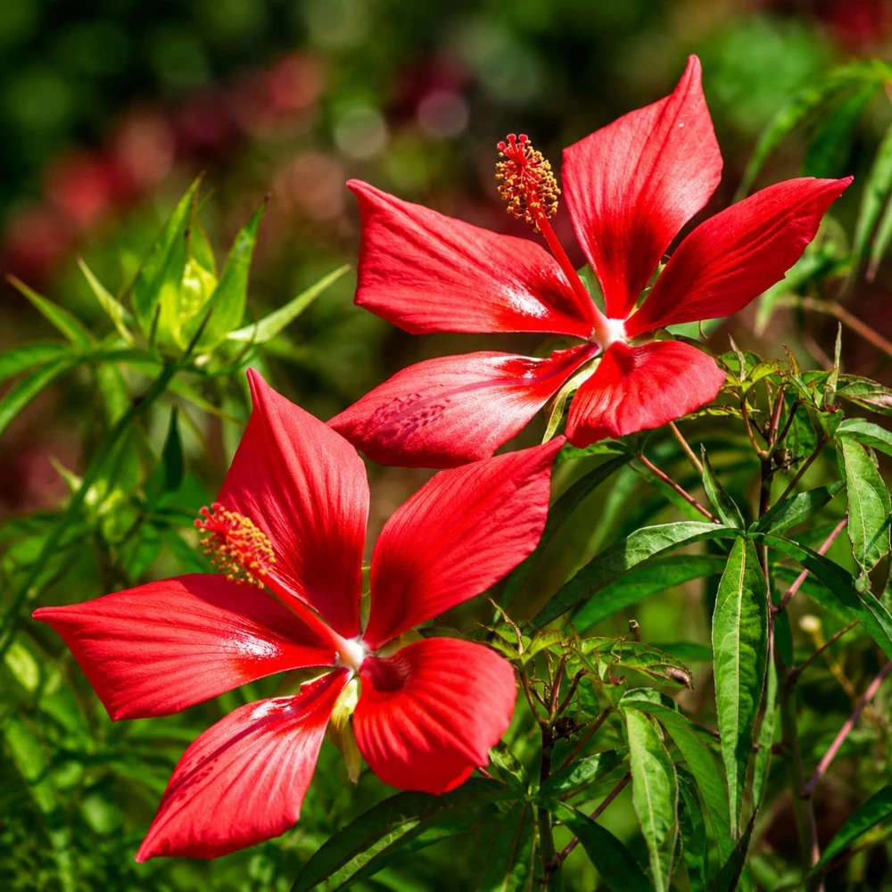 Red Hibiscus Live Plant, Tropical Flowering Shrub, 4-8 Inch Tall - Image 1