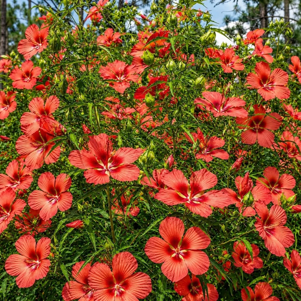 Red Hibiscus Live Plant, Tropical Flowering Shrub, 4-8 Inch Tall - Image 6