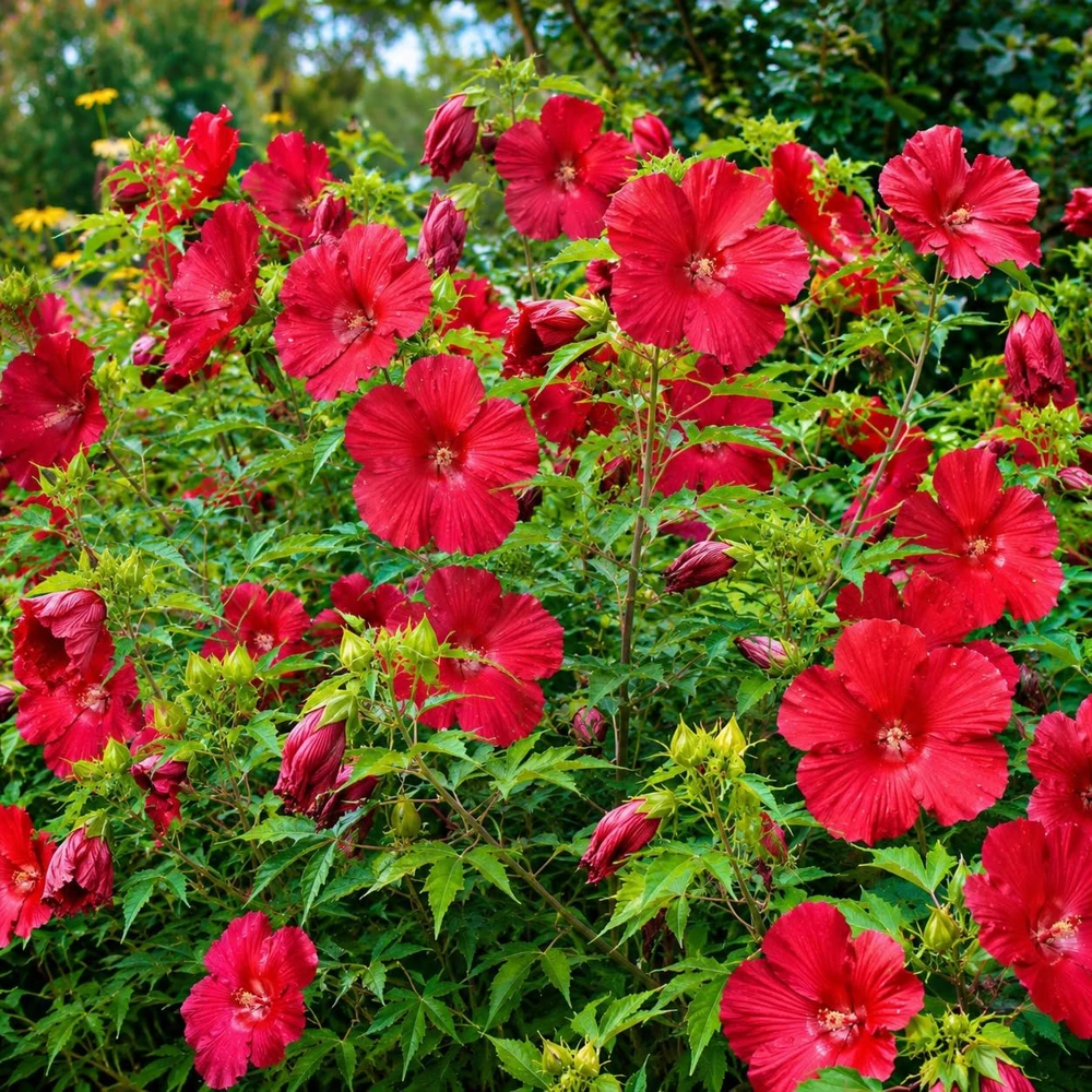 Red Hibiscus Live Plant – Tropical Flowering Shrub – 4-8 Inch Tall – Outdoor - Image 6