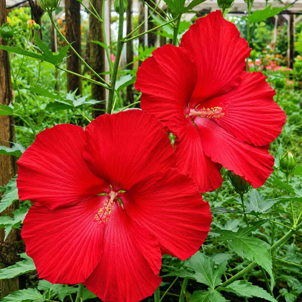 Red Hibiscus Live Plant – Tropical Flowering Shrub – 4-8 Inch Tall – Outdoor - Image 1