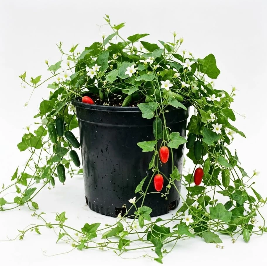 Red Ivy Gourd Live Plant 4" Pot - Tindora Tropical Vine Perennial Cucumber - Image 1