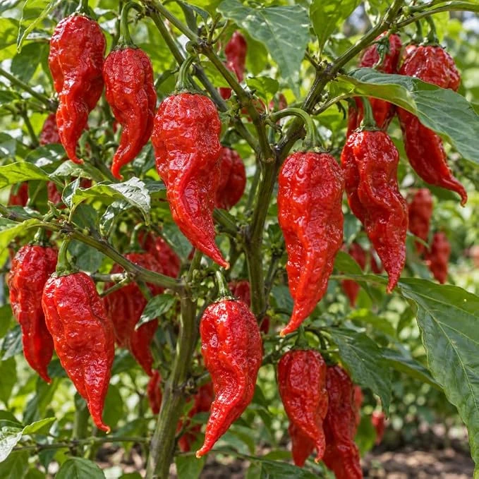 Red Jolokia Ghost Pepper Live Plant - Hot Pepper Plant 4 inch Pot Outdoor - Image 1