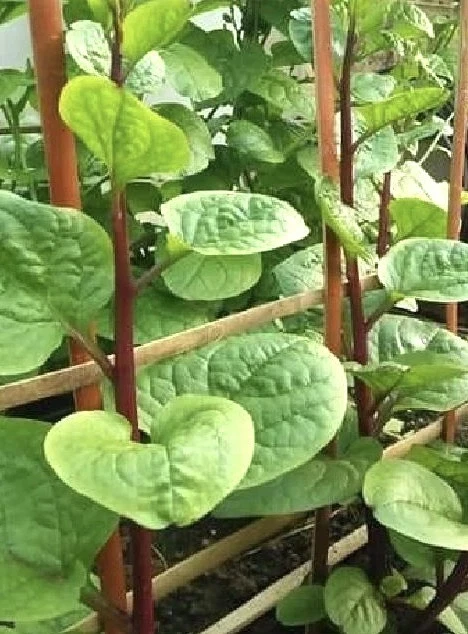 Red Malabar Spinach Bare Root Plant – 5 Count, 2-3 inches – Outdoor - Image 1