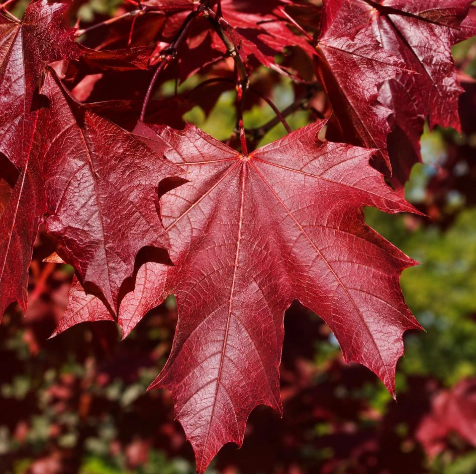 Red Maple Tree Live Plant - 10-18" Tall Acer rubrum QT Pot, Fast Growing Shade - Image 5