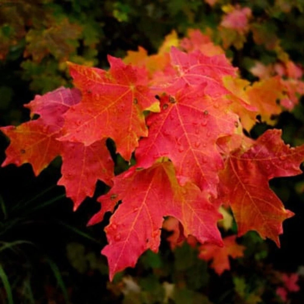 Red Maple Tree Live Plant – 2.5" Pot – 6-12" Tall – Native Shade Tree - Image 1