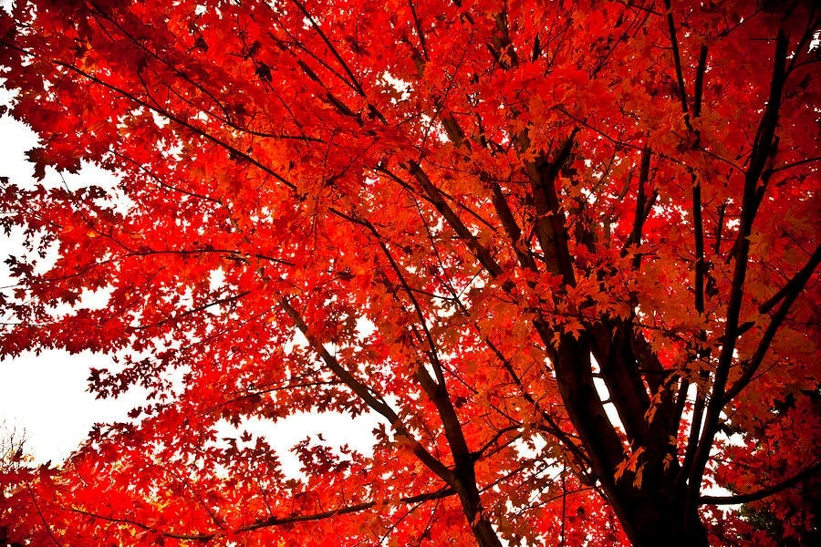 Red Maple Tree Live Plant - 4 inch Pot - Native Shade Tree for Zones 3-9 - Image 1